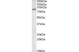 ABIN5539785 (1µg/ml) staining of MCF7 lysate (35µg protein in RIPA buffer).