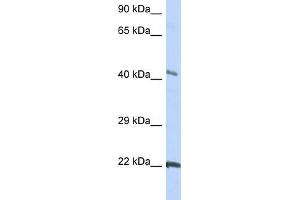 WB Suggested Anti-GJC1 Antibody Titration:  0. (GJC1 anticorps  (Middle Region))