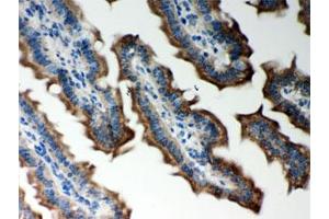 IHC testing of FFPE mouse intestine with Peroxiredoxin 5 antibody. (Peroxiredoxin 5 anticorps  (AA 66-198))
