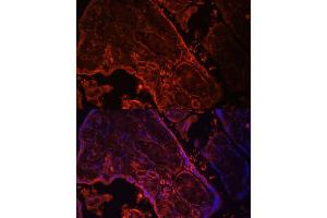 Immunofluorescence analysis of human placenta cells using WNT3A antibody (ABIN3021018, ABIN3021019, ABIN3021020, ABIN1513690 and ABIN6213915) at dilution of 1:100. (WNT3A anticorps  (AA 1-352))