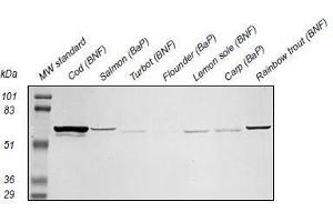 Western Blotting (WB) image for anti-Cytochrome P450 1A (CYP1A) antibody (ABIN108743) (CYP1A anticorps)