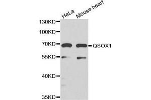 Western blot analysis of extracts of various cell lines, using QSOX1 antibody. (QSOX1 anticorps)