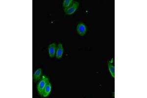 Immunofluorescent analysis of HepG2 cells using ABIN7170420 at dilution of 1:100 and Alexa Fluor 488-congugated AffiniPure Goat Anti-Rabbit IgG(H+L)