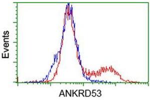HEK293T cells transfected with either RC206701 overexpress plasmid (Red) or empty vector control plasmid (Blue) were immunostained by anti-ANKRD53 antibody (ABIN2454353), and then analyzed by flow cytometry. (ANKRD53 anticorps  (AA 1-300))