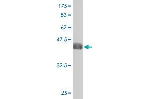Western Blot detection against Immunogen (36.