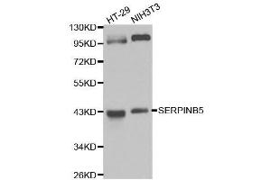 Western blot analysis of extracts of various cell lines, using SERPINB5 antibody. (SERPINB5 anticorps  (AA 21-189))