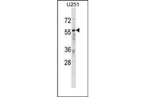 Western blot analysis of RANBP3 Antibody (N-term) in U251 cell line lysates (35ug/lane).