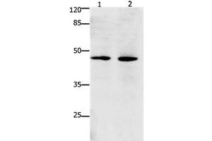 Western Blot analysis of Hepg2 and Hela cell using Dap3 Polyclonal Antibody at dilution of 1:900 (DAP3 anticorps)
