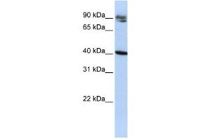 Western Blotting (WB) image for anti-Kelch Domain Containing 8A (KLHDC8A) antibody (ABIN2458537) (KLHDC8A anticorps)