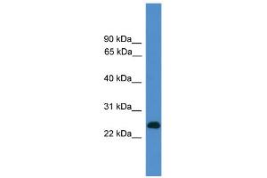 WB Suggested Anti-CD27 Antibody Titration: 0. (CD27 anticorps  (C-Term))