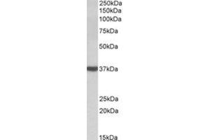 AP31574PU-N DAO antibody staining of Human Cerebellum lysate at 0. (D Amino Acid Oxidase anticorps  (Internal Region))