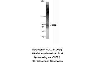Image no. 1 for anti-Nucleotide-Binding Oligomerization Domain Containing 2 (NOD2) (AA 28-301) antibody (ABIN363229) (NOD2 anticorps  (AA 28-301))