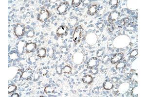 COX4I1 antibody was used for immunohistochemistry at a concentration of 2. (COX IV anticorps  (N-Term))