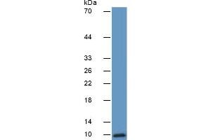 Mouse Capture antibody from the kit in WB with Positive Control:  Human A549 cell lysate. (CXCL5 Kit ELISA)