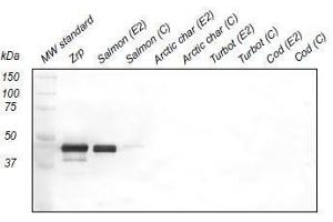 Western Blotting (WB) image for anti-Zona Radiata Protein antibody (ABIN108741) (Zona Radiata Protein anticorps)