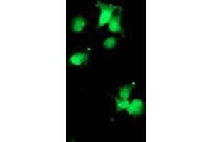Anti-SDS mouse monoclonal antibody (ABIN2455364) immunofluorescent staining of COS7 cells transiently transfected by pCMV6-ENTRY SDS (RC217814). (serine Dehydratase anticorps)