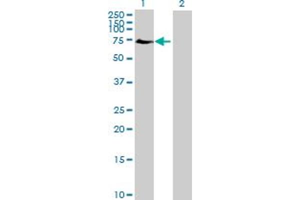 ELF2 antibody  (AA 1-581)