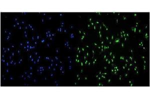 IF analysis of Transketolase/TKT using anti-Transketolase/TKT antibody (ABIN7598959). (TKT anticorps  (AA 1-116))