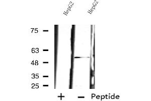 Western blot analysis of extracts from HepG2 cells, using PSMD12 antibody. (PSMD12 anticorps  (Internal Region))
