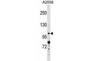 ANO4 Antibody (N-term) (ABIN1881059 and ABIN2839046) western blot analysis in  cell line lysates (35 μg/lane). (Anoctamin 4 anticorps  (N-Term))