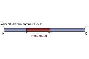 Image no. 1 for anti-Nuclear Factor of Activated T-Cells, Cytoplasmic, Calcineurin-Dependent 1 (NFATC1) antibody (ABIN967559) (NFATC1 anticorps)