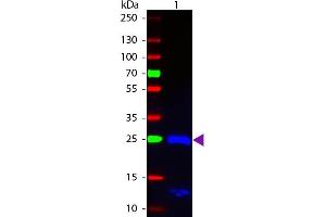 Western blot of Fluorescein conjugated Goat F(ab’)2 Anti-Human IgG F(ab’)2 Pre-Adsorbed secondary antibody. (Chèvre anti-Humain IgG (F(ab')2 Region) Anticorps (FITC) - Preadsorbed)