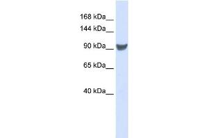 WB Suggested Anti-XPO1 Antibody Titration:  0. (XPO1 anticorps  (Middle Region))