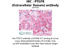 Image no. 1 for anti-Prostaglandin F Receptor (FP) (PTGFR) (1st Extracellular Domain) antibody (ABIN1738570) (PTGFR anticorps  (1st Extracellular Domain))