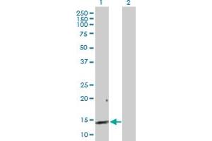Western Blot analysis of REG3A expression in transfected 293T cell line by REG3A MaxPab polyclonal antibody. (REG3A anticorps  (AA 1-175))
