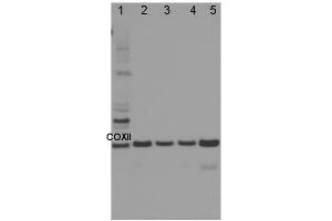 Image no. 1 for anti-Cytochrome Oxidase Subunit II (COXII) antibody (ABIN334535) (COXII anticorps)