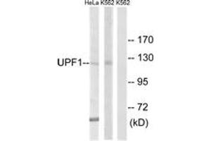 Western blot analysis of extracts from K562/HeLa cells, using UPF1 Antibody. (RENT1/UPF1 anticorps  (AA 299-348))