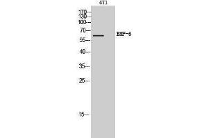Western Blotting (WB) image for anti-Bone Morphogenetic Protein 6 (BMP6) (Internal Region) antibody (ABIN3179001) (BMP6 anticorps  (Internal Region))