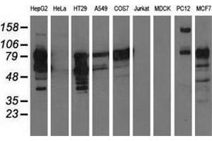 Western blot analysis of extracts (35 µg) from 9 different cell lines by using anti-PIK3AP1 monoclonal antibody.