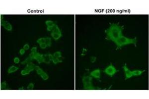 Immunocytochemical labeling in rat PC-12 cells grown for 4 days on poly-D-lysine-coated plates in the presence (200 ng/ml) or absence (Control) of Nerve Growth Factor (NGF). (CDC42 anticorps)