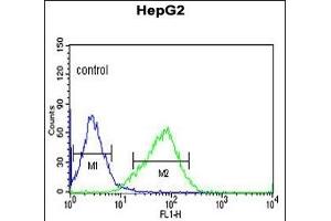 OR2H2 Antibody (C-term) (ABIN652976 and ABIN2842618) flow cytometric analysis of HepG2 cells (right histogram) compared to a negative control cell (left histogram). (OR2H2 anticorps  (C-Term))