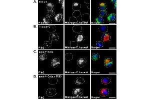 Representative images for wild-type MH-S macrophages treated with inhibitors, fixed, stained for PLIN2 (LDs; green) using ABIN285650 and C.