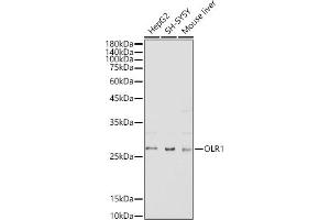 Western blot analysis of extracts of various cell lines, using OLR1 antibody (ABIN3015536, ABIN3015537, ABIN1681161, ABIN1681162 and ABIN6218722) at 1:500 dilution. (OLR1 anticorps  (AA 58-273))