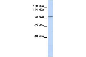 PAM antibody used at 1 ug/ml to detect target protein. (PAM anticorps  (N-Term))