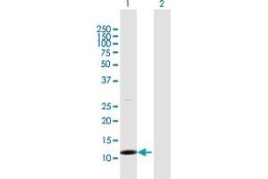 Western Blot analysis of TCL1B expression in transfected 293T cell line by TCL1B MaxPab polyclonal antibody.