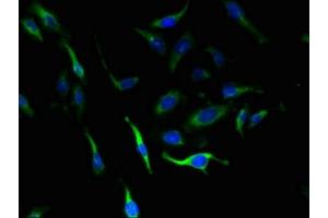 Immunofluorescent analysis of Hela cells using ABIN7151506 at dilution of 1:100 and Alexa Fluor 488-congugated AffiniPure Goat Anti-Rabbit IgG(H+L)