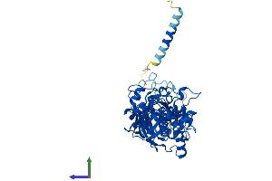 AlphaFold protein structure predicition of Mouse Recombinant Fkrp Protein, UniprotID Q8CG64