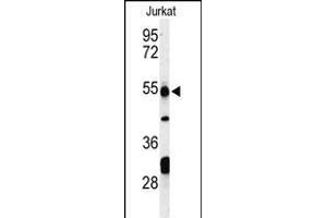 PRUNE antibody  (C-Term)