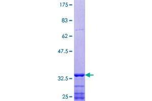Image no. 1 for Sema Domain, Transmembrane Domain (TM), and Cytoplasmic Domain, (Semaphorin) 6D (SEMA6D) (AA 852-940) protein (GST tag) (ABIN1319498)