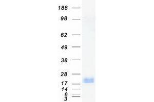 Validation with Western Blot