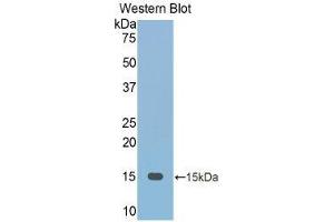 Western Blotting (WB) image for anti-Fetuin B (FETUB) (AA 152-261) antibody (ABIN1175110)