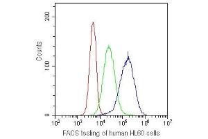 FACS testing of human HL60 cells with CD41 antibody at 1ug/10^6 cells. (Integrin Alpha2b anticorps)