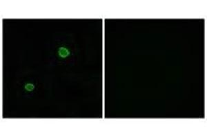 Immunofluorescence analysis of MCF-7 cells, using APOL4 antibody. (Apolipoprotein L 4 anticorps  (C-Term))