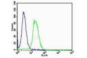 NIH/3T3 cells probed with Rabbit Anti-RAGE Polyclonal Antibody  Alexa Fluor 488 Conjugated Secondary Antibody.