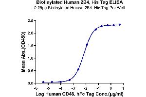 Immobilized Biotinylated Human 2B4, His Tag at 0.