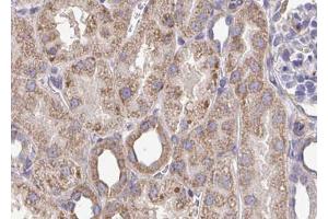 ABIN6272907 at 1/100 staining Mouse kidney tissue by IHC-P.